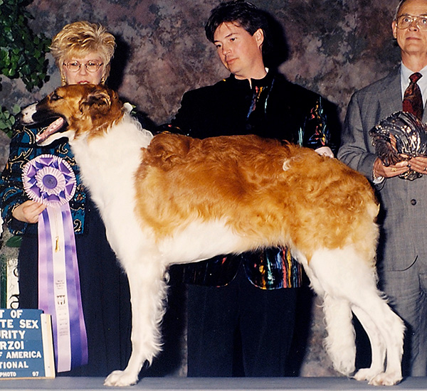 Borzoi Club of Ontario 1999 Reserve Winners Dog