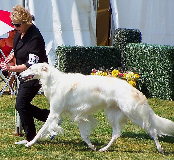 Borzoi Canada Reserve Winners Dog