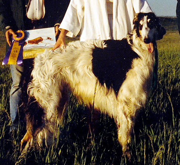 Borzoi Canada 1985 Winners Dog