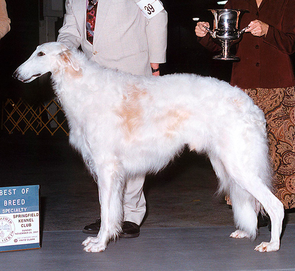 Borzoi Club of Ontario 2002 Reserve Winners Dog