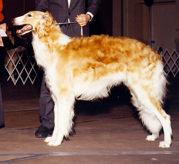 Borzoi Club of Ontario 1990 Best in Puppy Sweeps