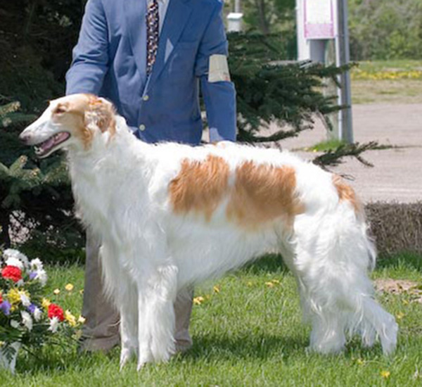 Borzoi Club of Ontario 2006 Best of Winners / Winners Dog