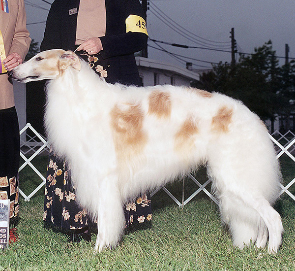 Borzoi Club of Ontario 2002 Best in Specialty / Best of Winners / Winners Dog
