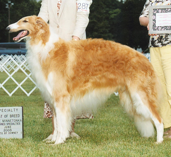 Borzoi Club of Ontario 2003 Best of Winners and Winners Dog