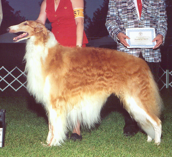 Borzoi Canada Ontario Regional 2005 Reserve Winners Dog