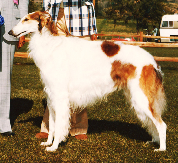 Borzoi Canada 1977 National Best of Breed