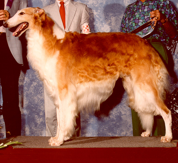 Borzoi Club of Ontario 1992 Best of Winners/Winners Dog